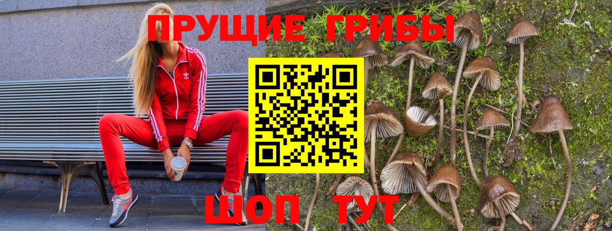 Всеволожск  Галлюциногенные грибы прущие грибы  наркотики  Вход с VPN  Псилоцибиновые грибы Cubensis 